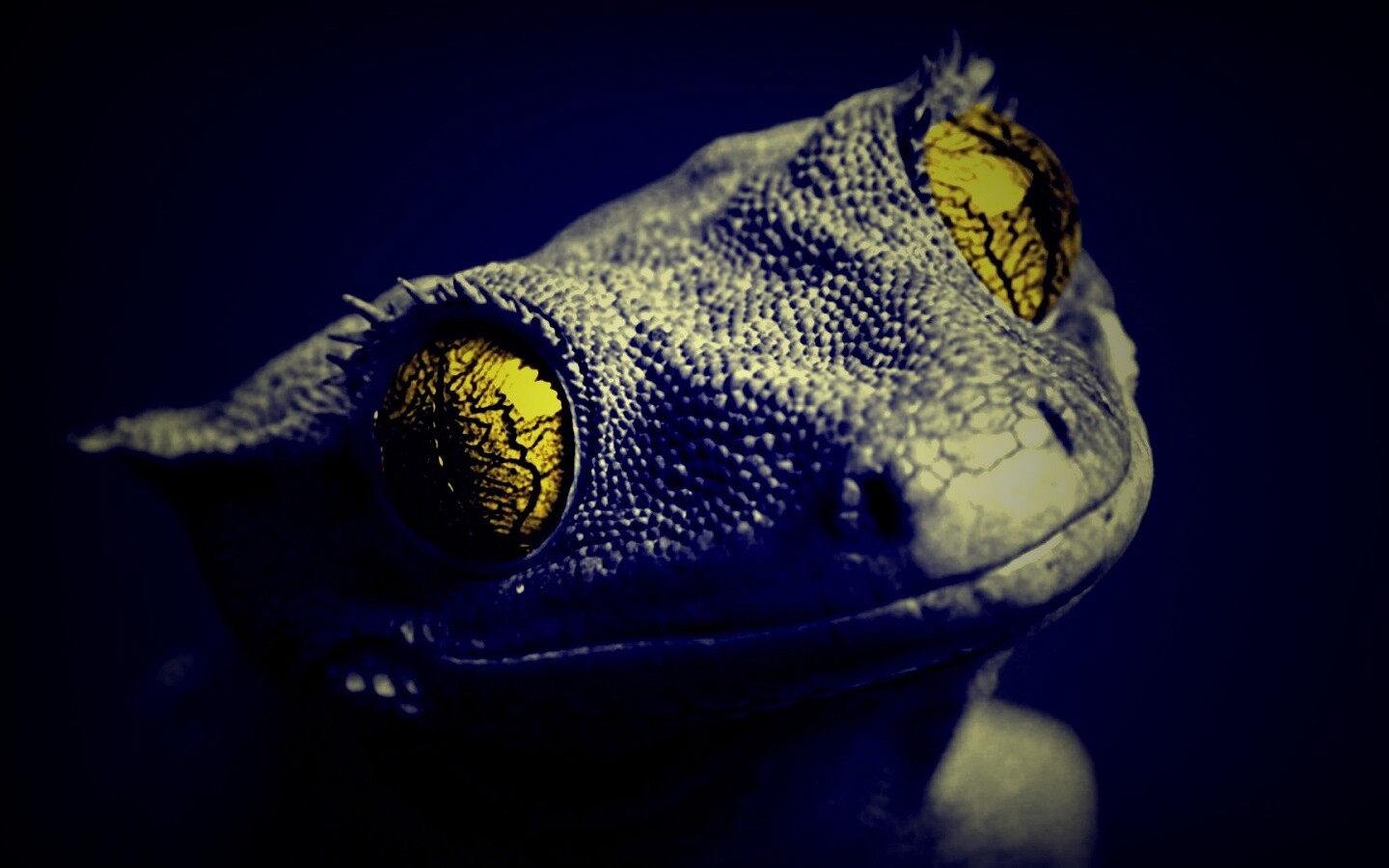 Ящерка обои