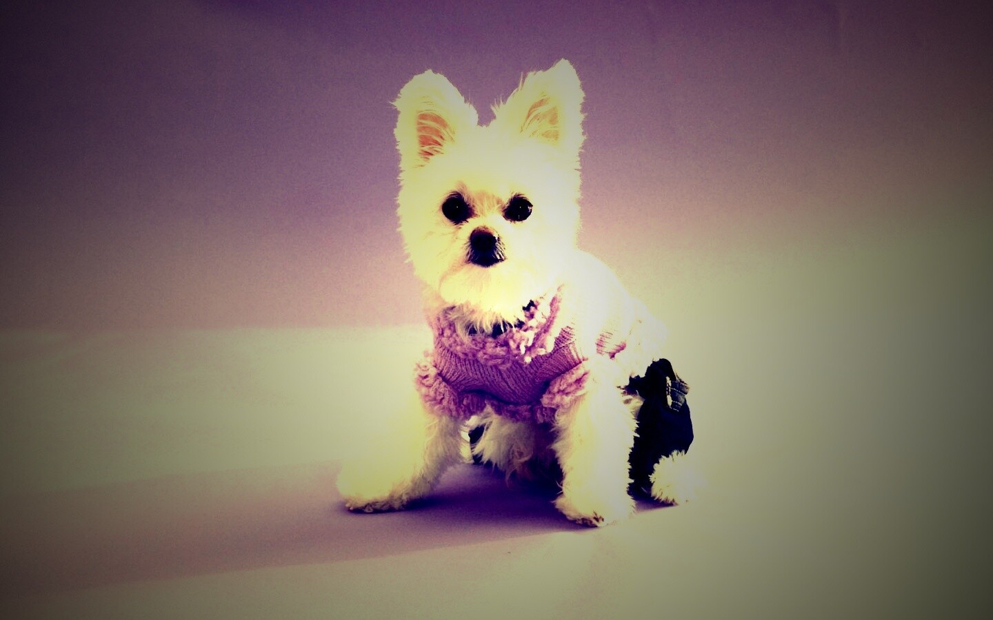 Собачка в свитере обои