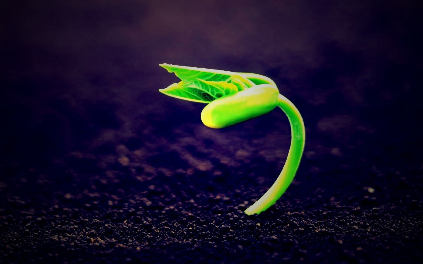 Макро фото зелёного росточка обои