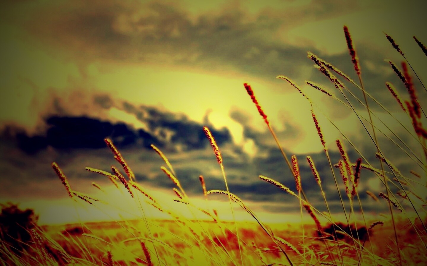 Золотистое поле обои