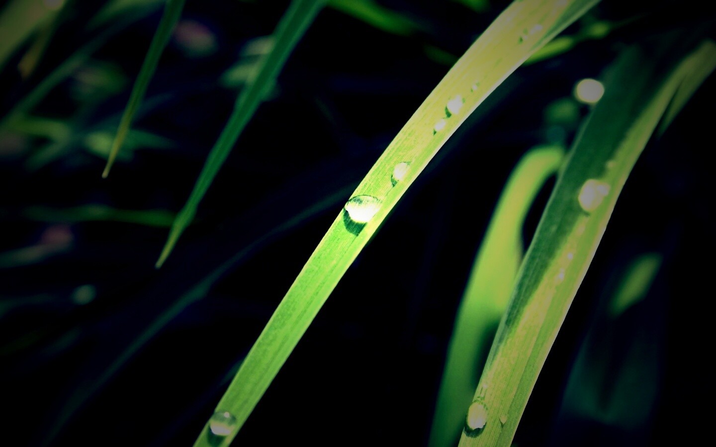 Капли росы на траве обои