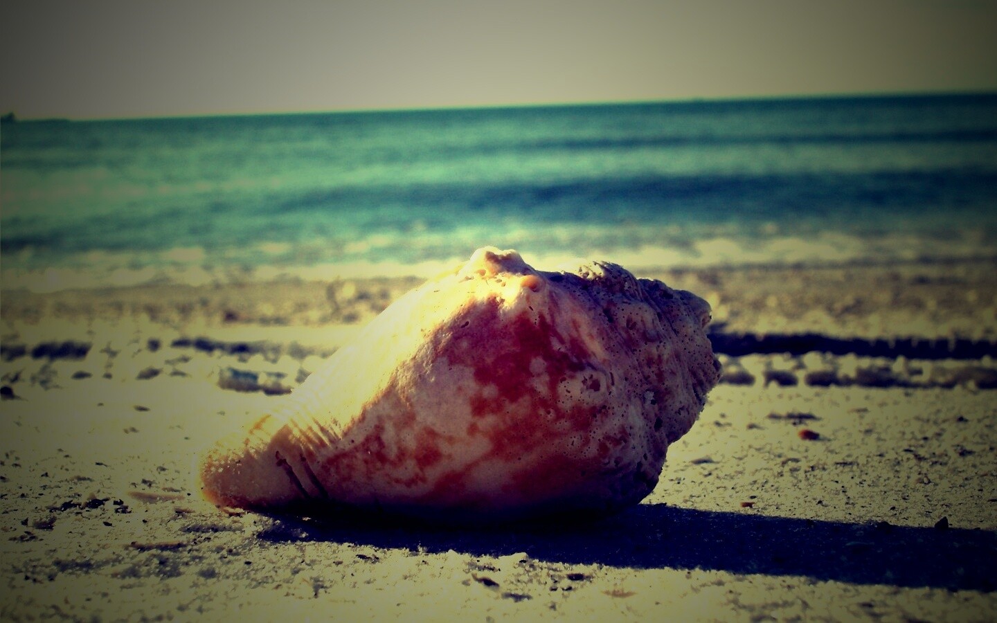 Морская раковина на пляже обои