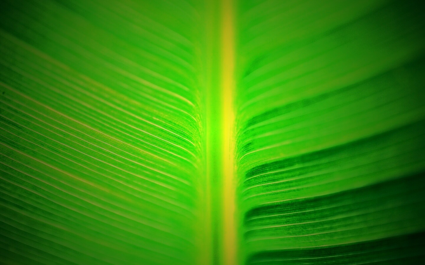 Макро фото листа обои