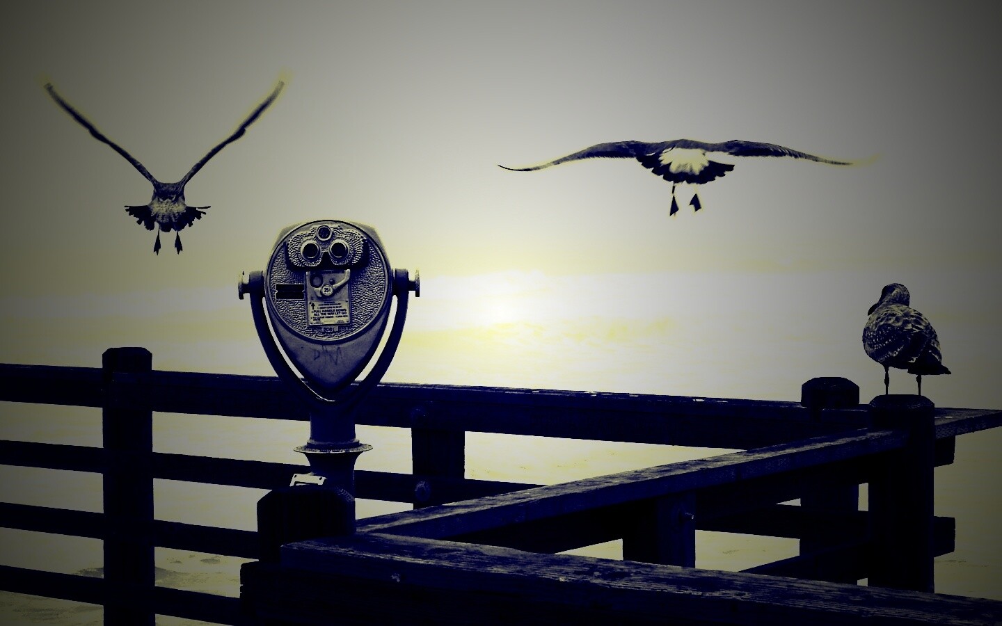 Чайки на перилах пирса обои