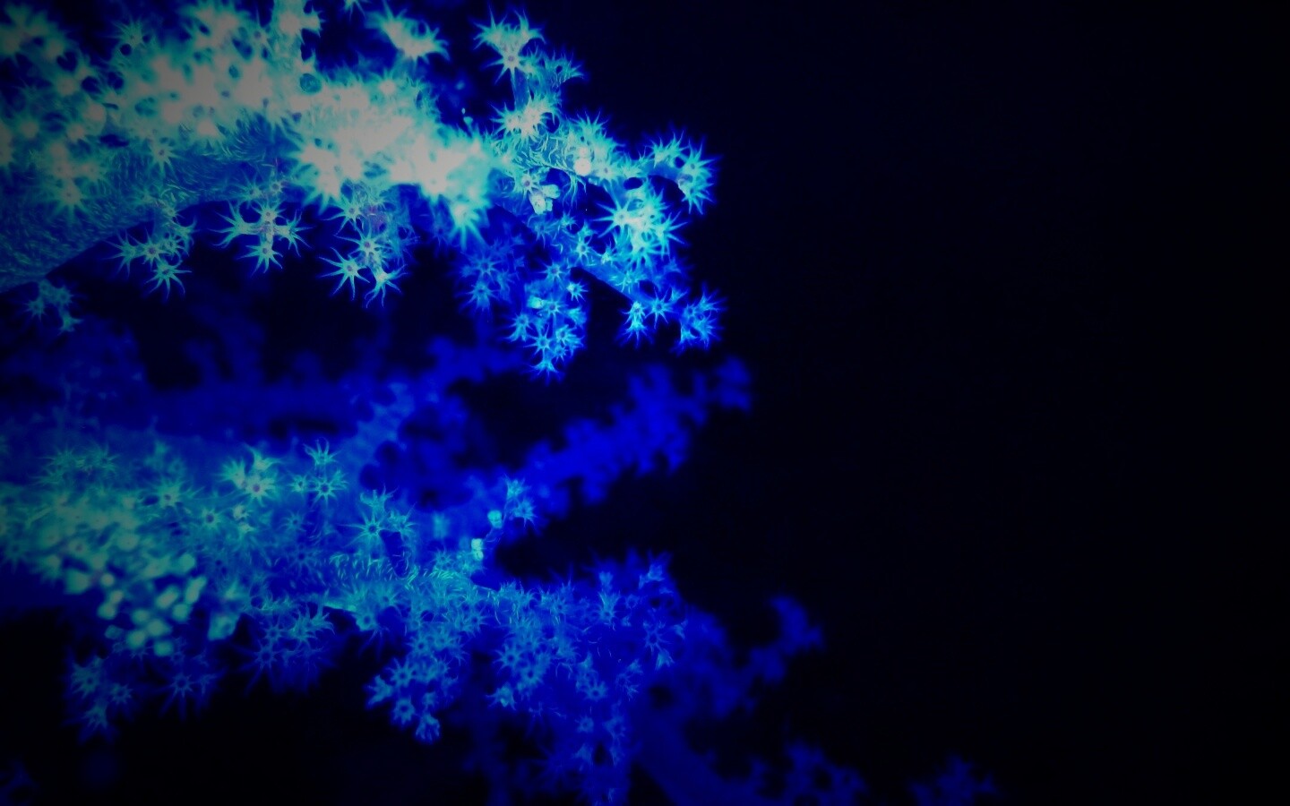 Кораллы обои