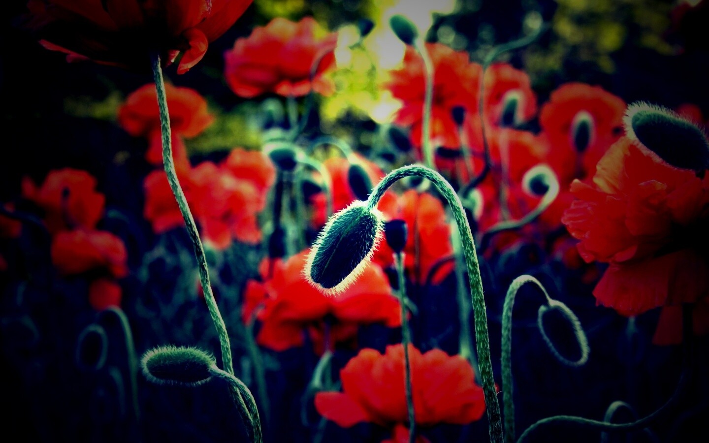 Бутон среди цветов обои