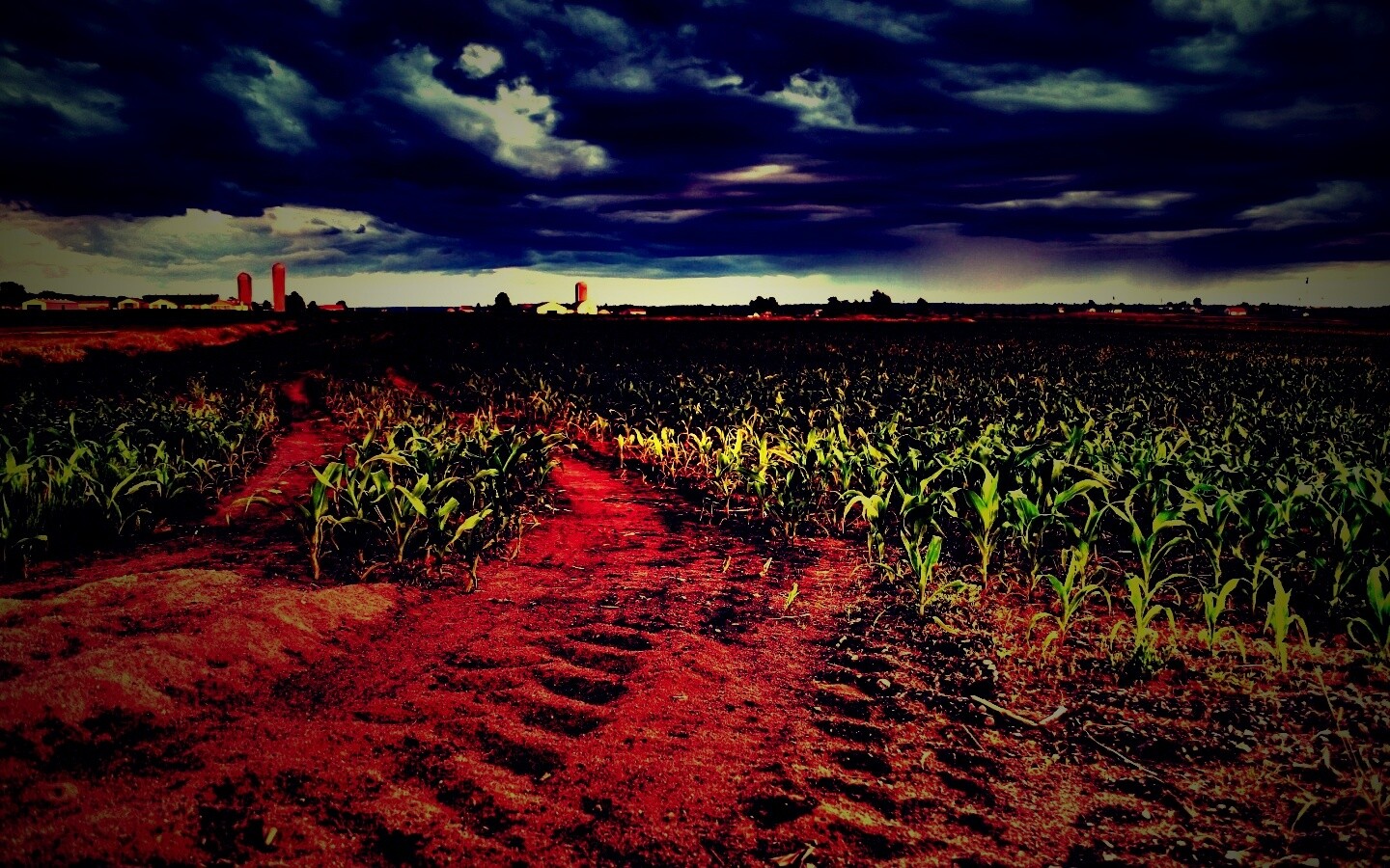 Кукурузное поле у фермы обои