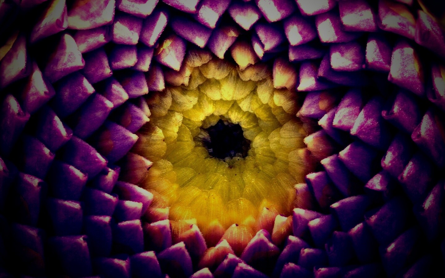 Сердцевина цветка обои