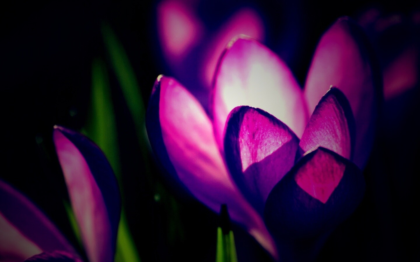 Фиолетовый крокус обои