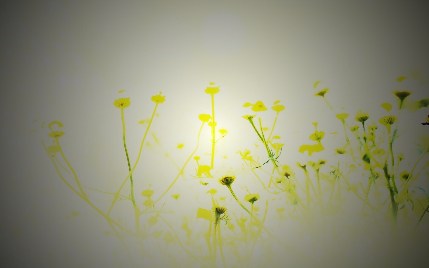 Цветочное лето обои