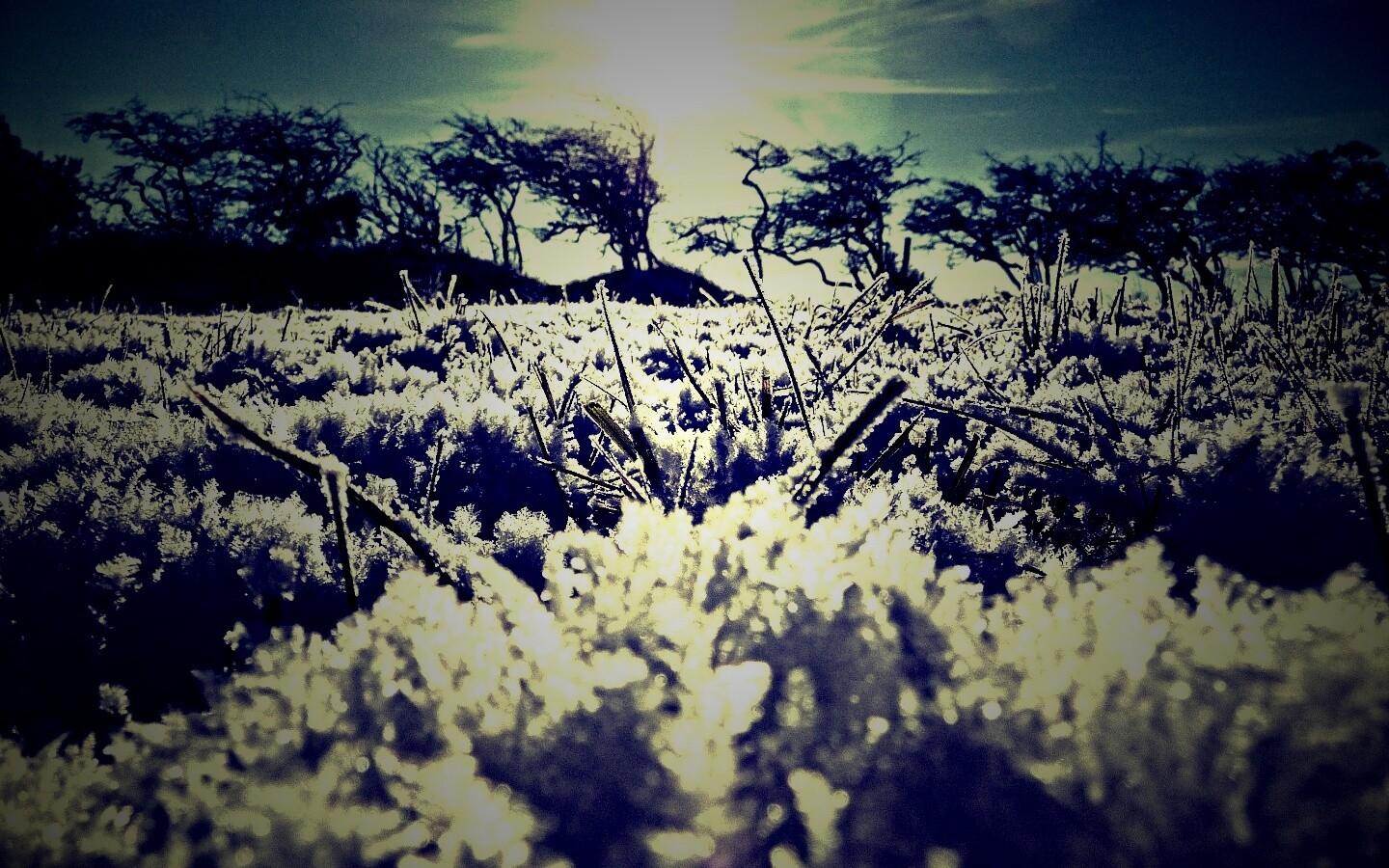 Утренний мороз обои