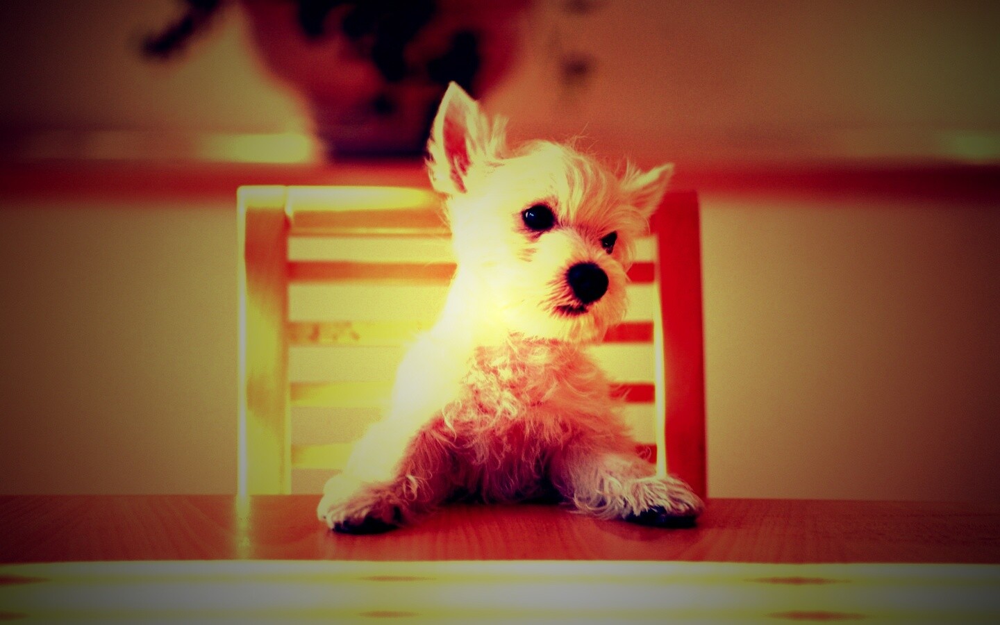 Щенок на стуле обои
