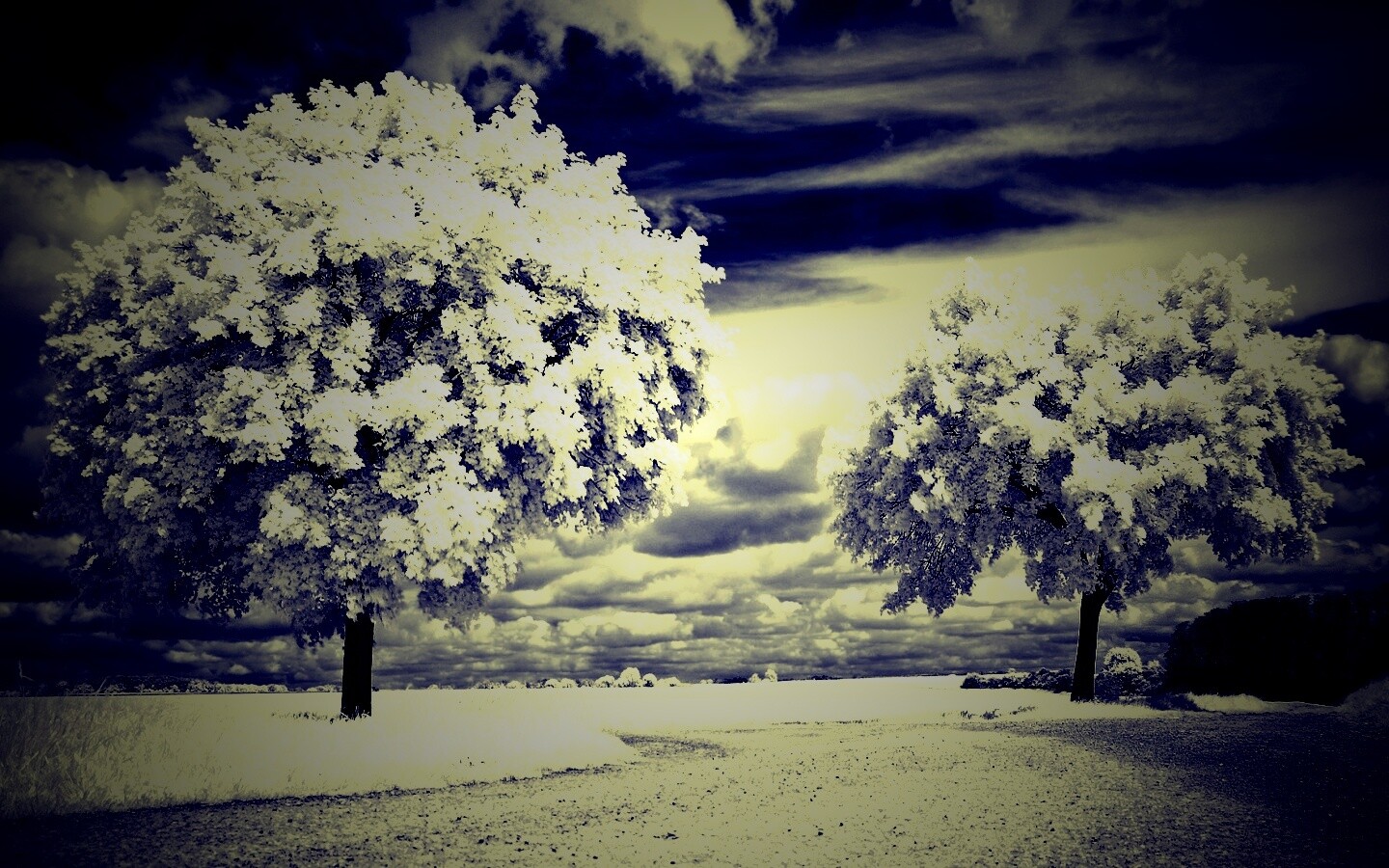 Деревья в цвету обои