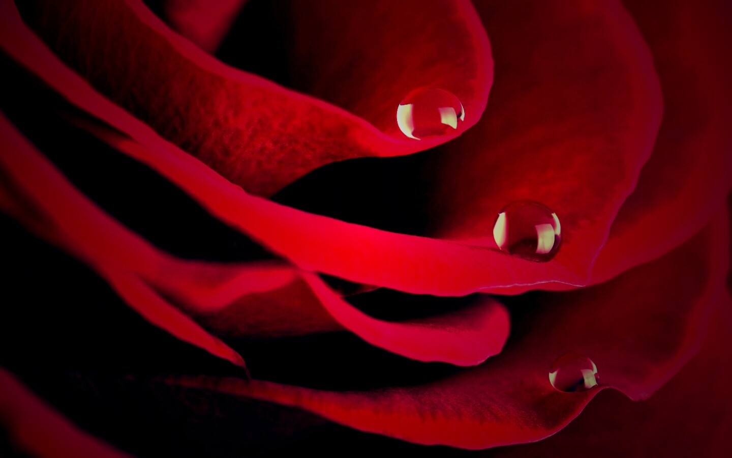 Капли росы на лепестках розы обои