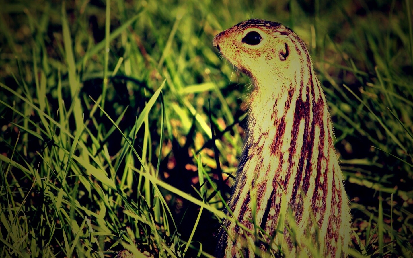 Сурок в стойке обои