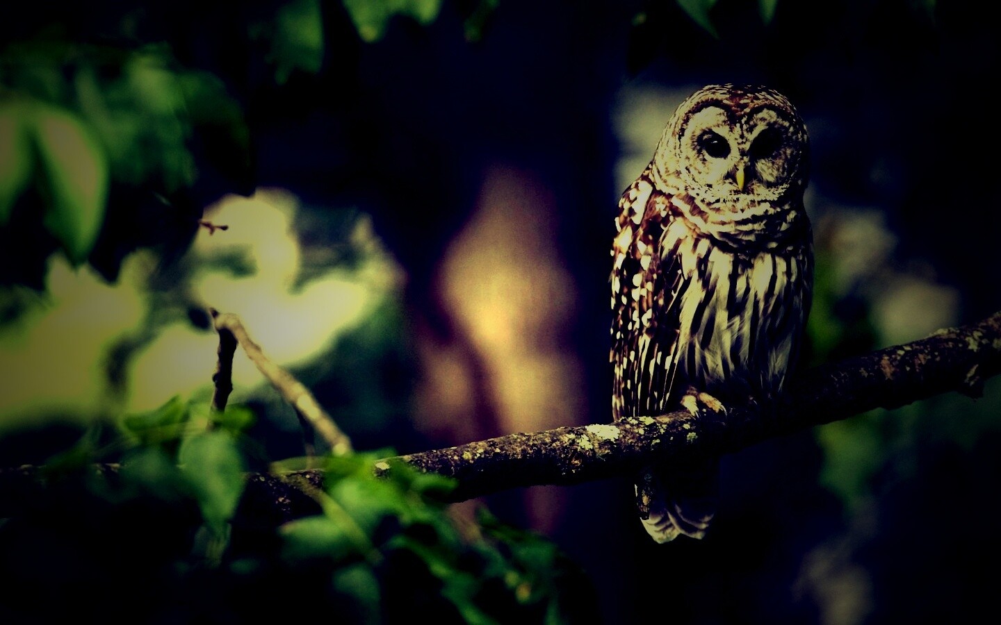 Сова на ветке обои
