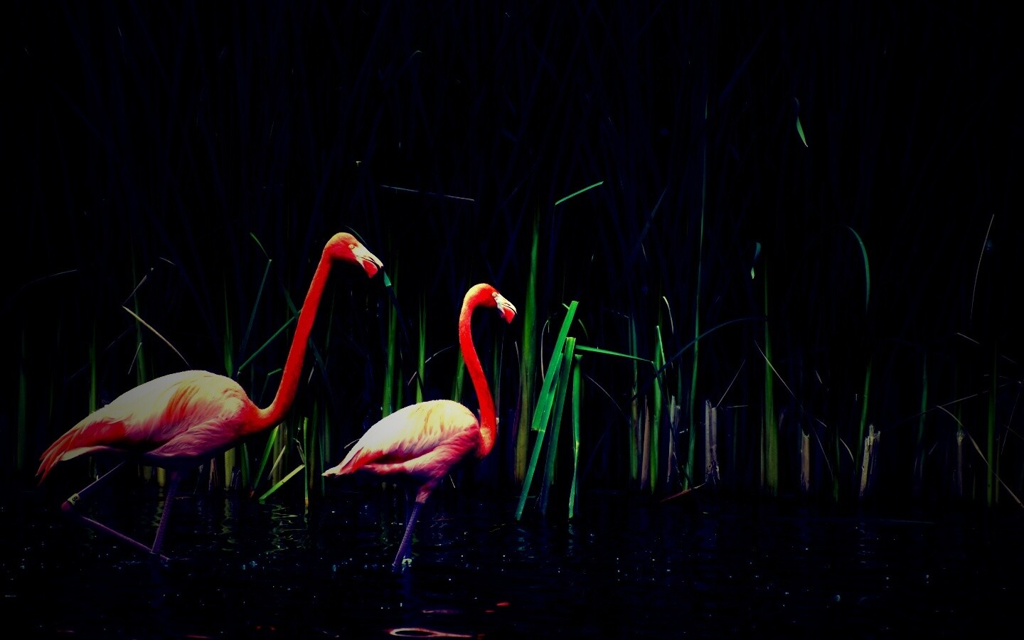 Красивые розовые фламинго на озере обои