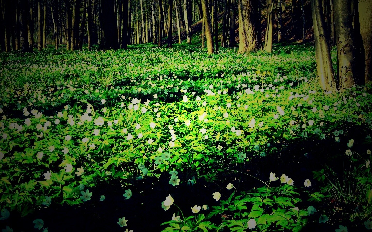 Поляна весенних цветов обои