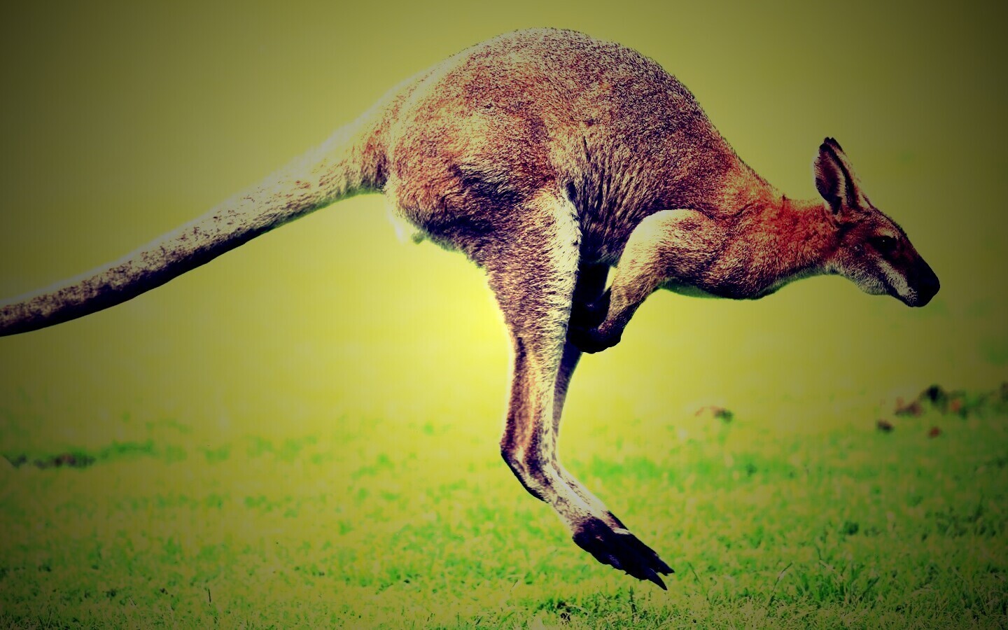 Кенгуру обои