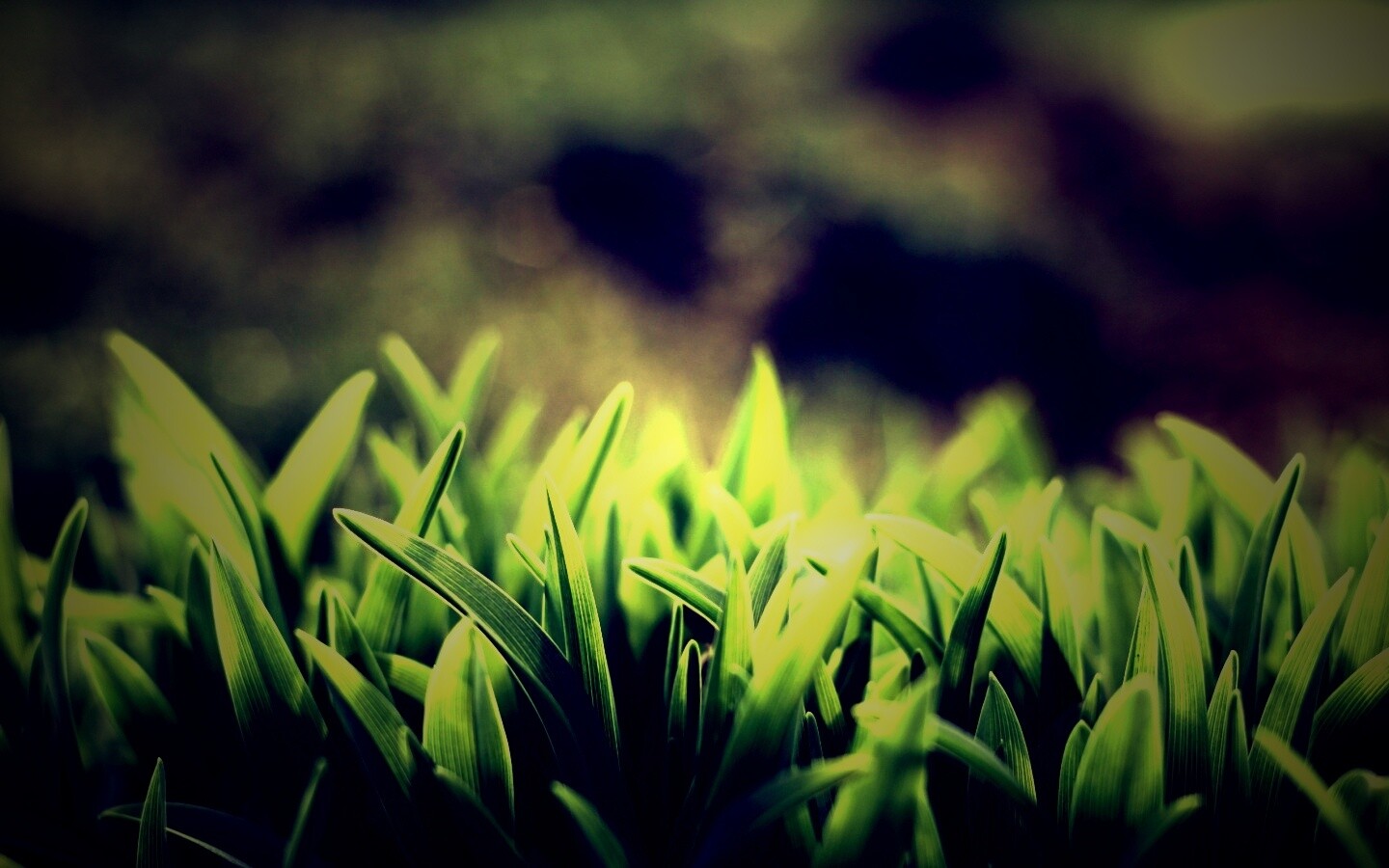 Сочная нежная трава обои