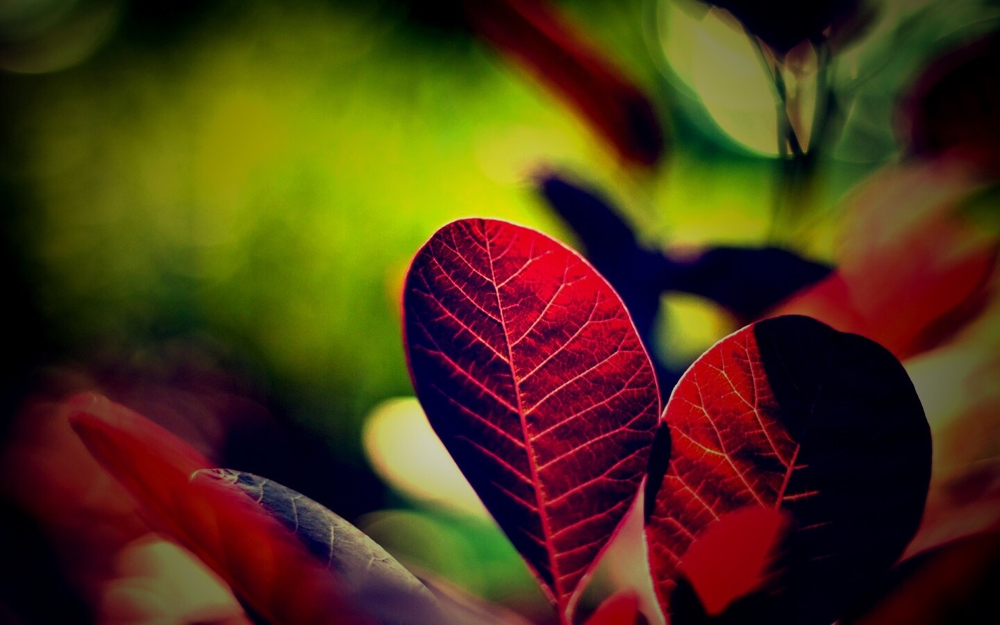 Красные листья обои