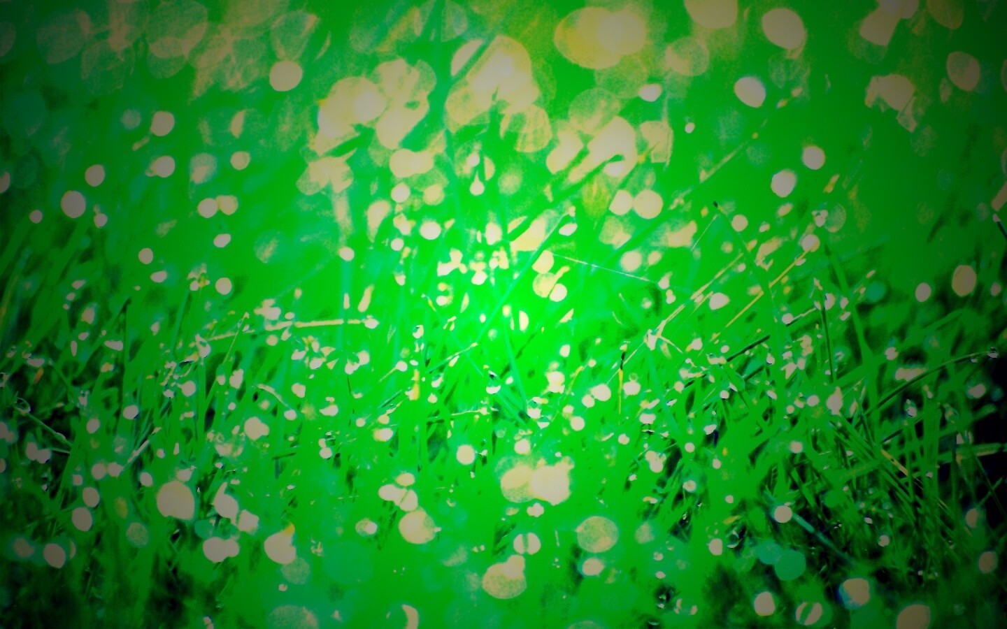 Трава в росе обои