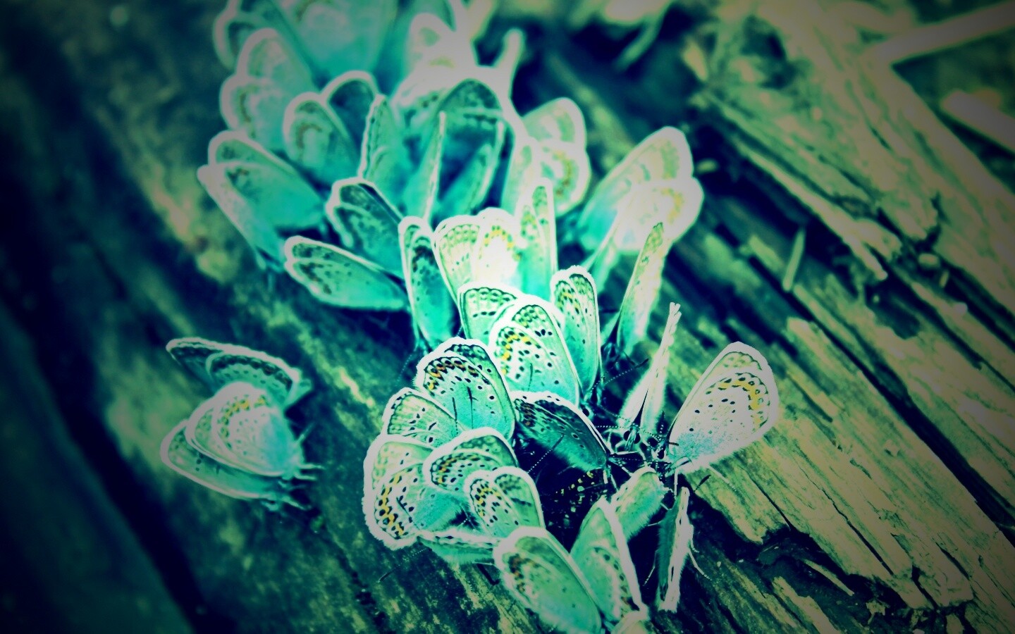 Голубые бабочки обои