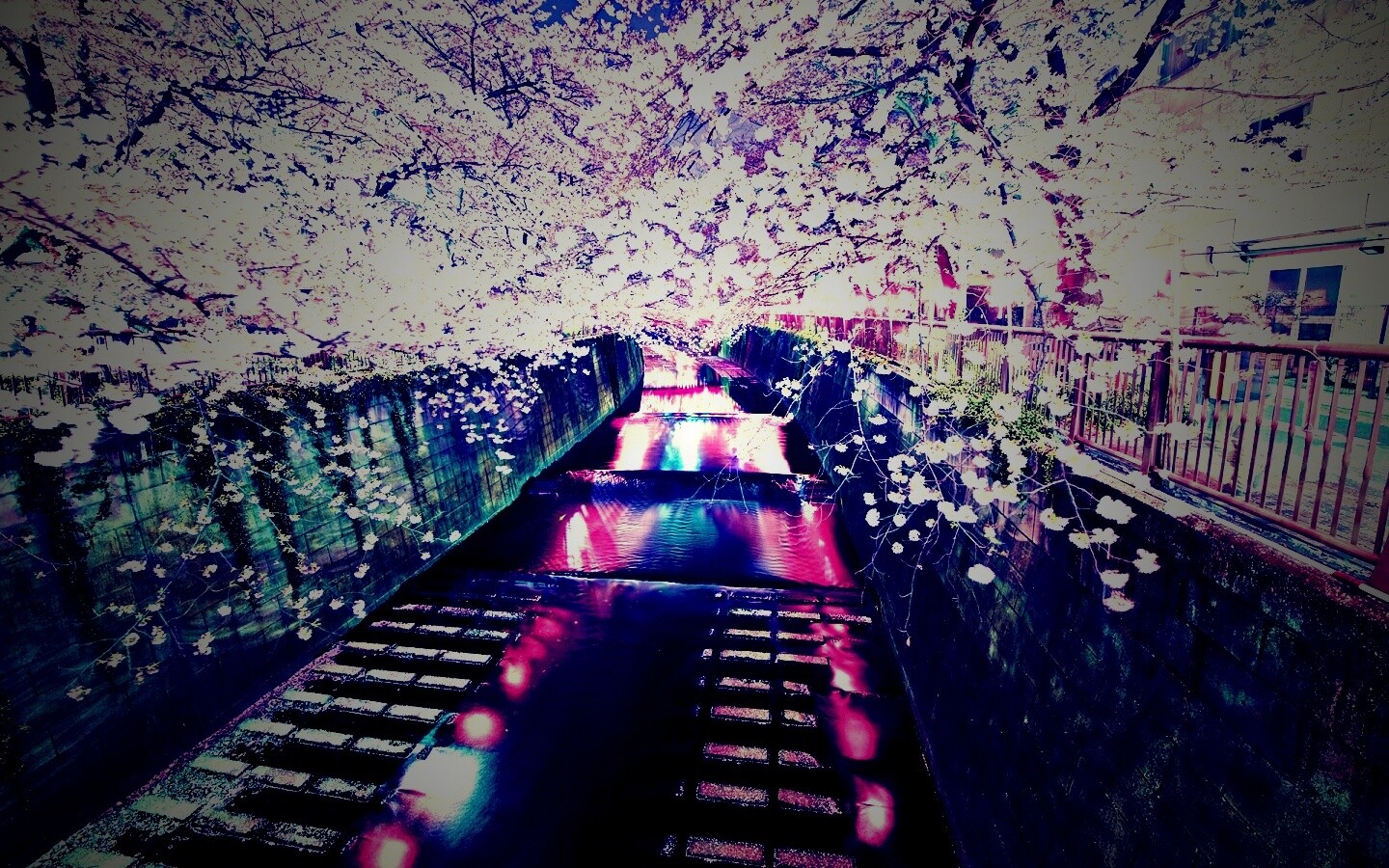 Река и цветение сакуры обои