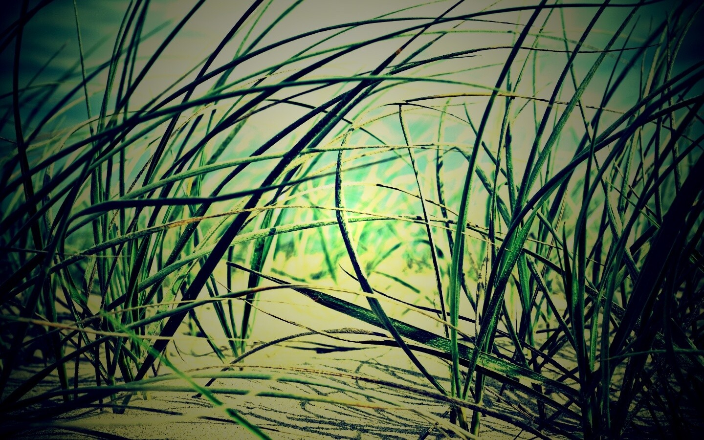 Трава на песке обои