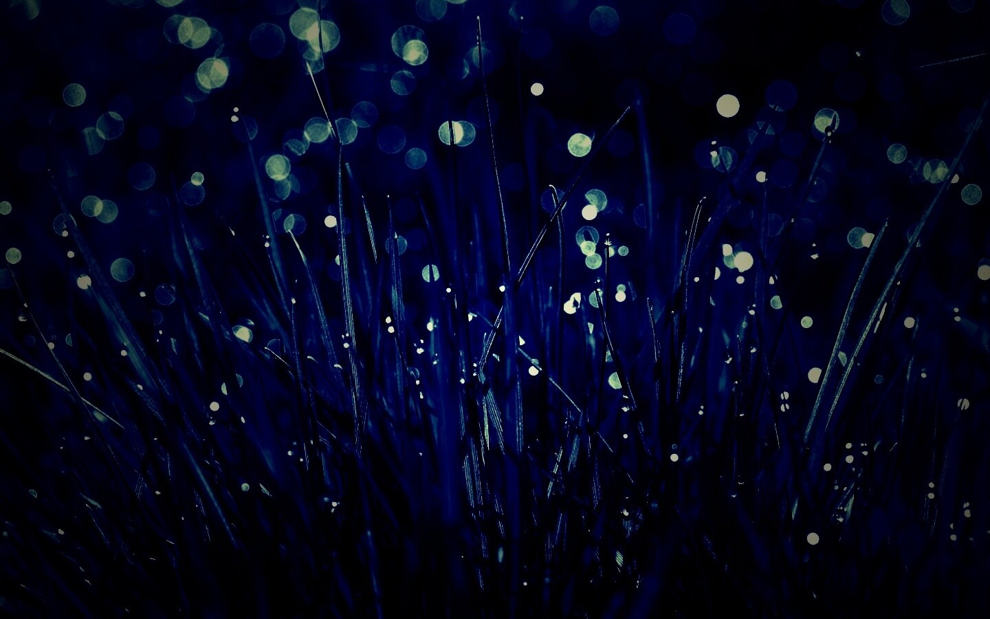 Трава ночью обои