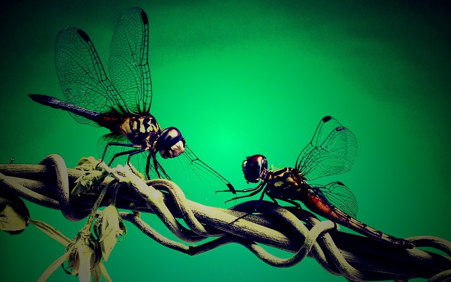 Две стрекозы обои