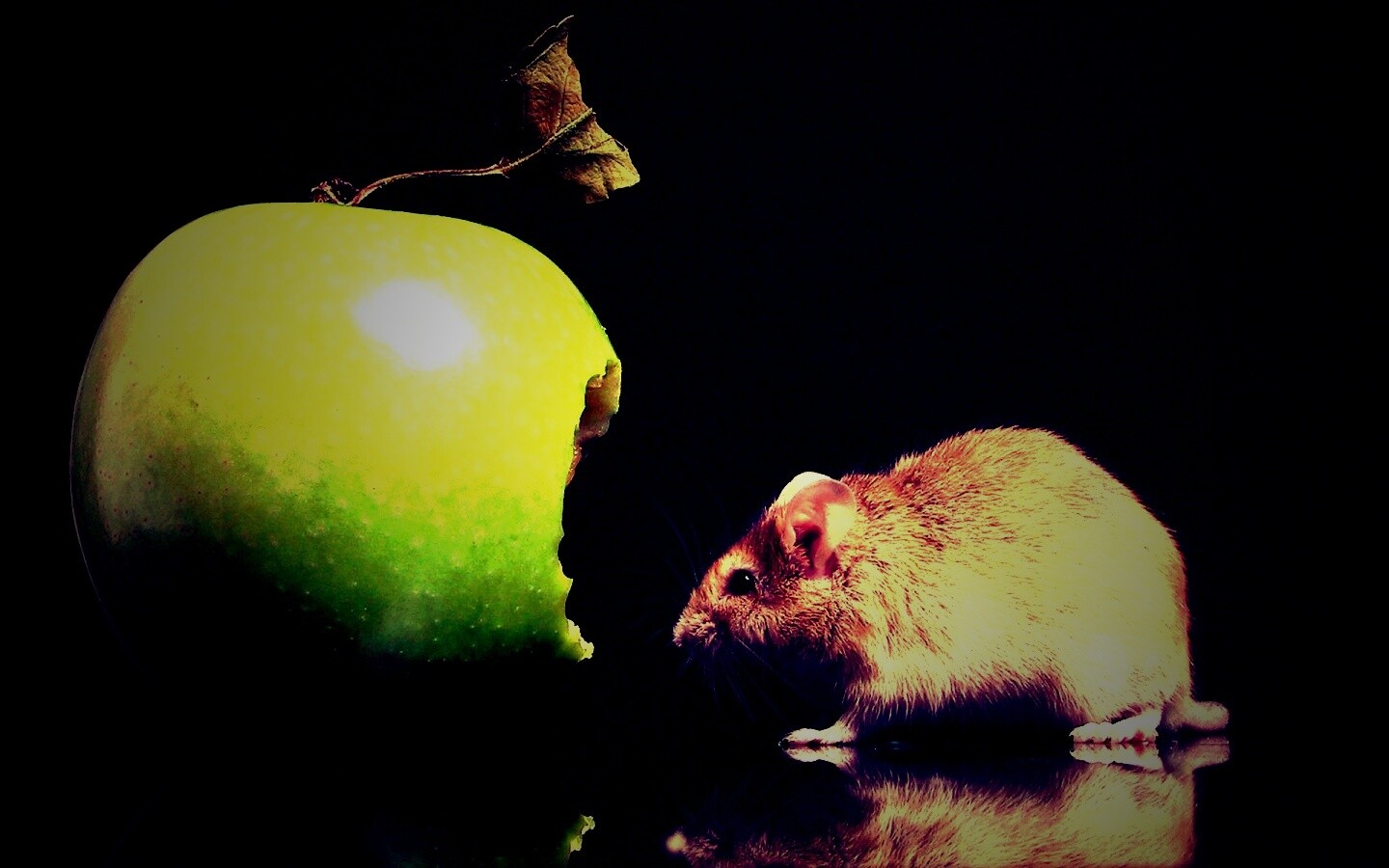 Мышь надкусила яблоко обои