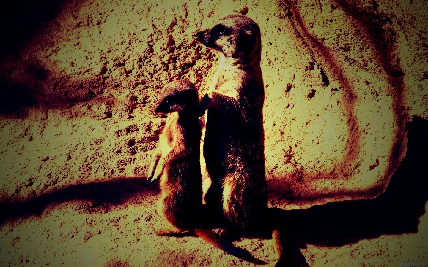 Сурикаты на страже отчизны обои