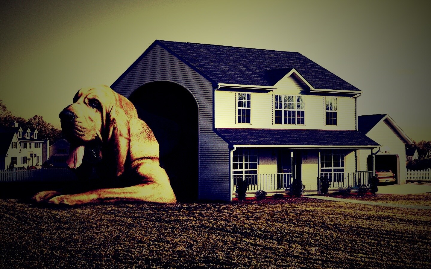 Действительно большая собака обои