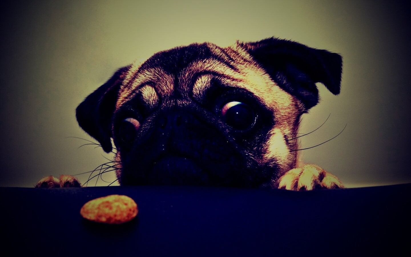 Собака нашла печеньку обои