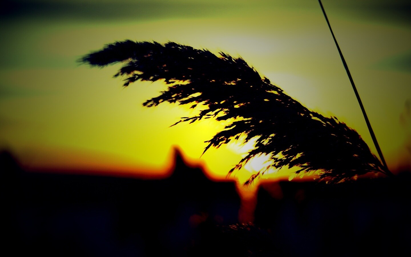 Камыш на закате обои