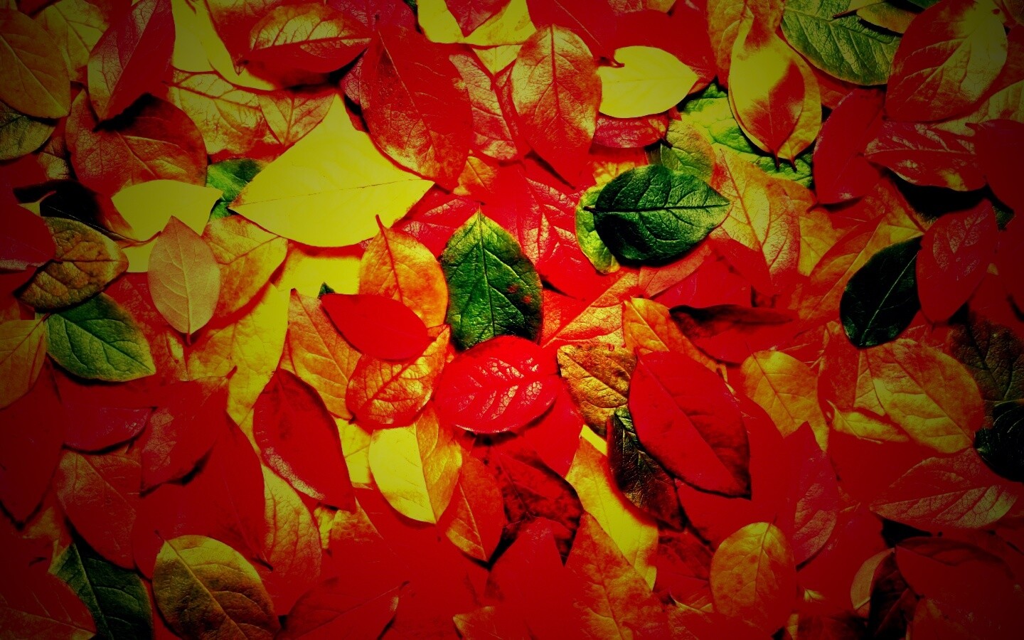 Цветной ковёр из листьев обои