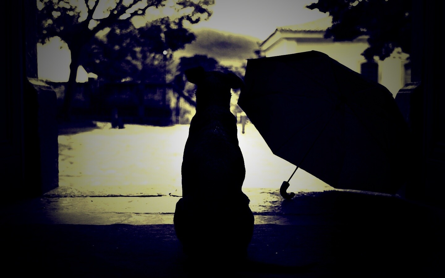 Собака и зонтик обои