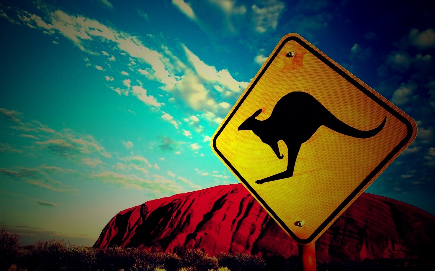 Осторожно, кенгуру! обои