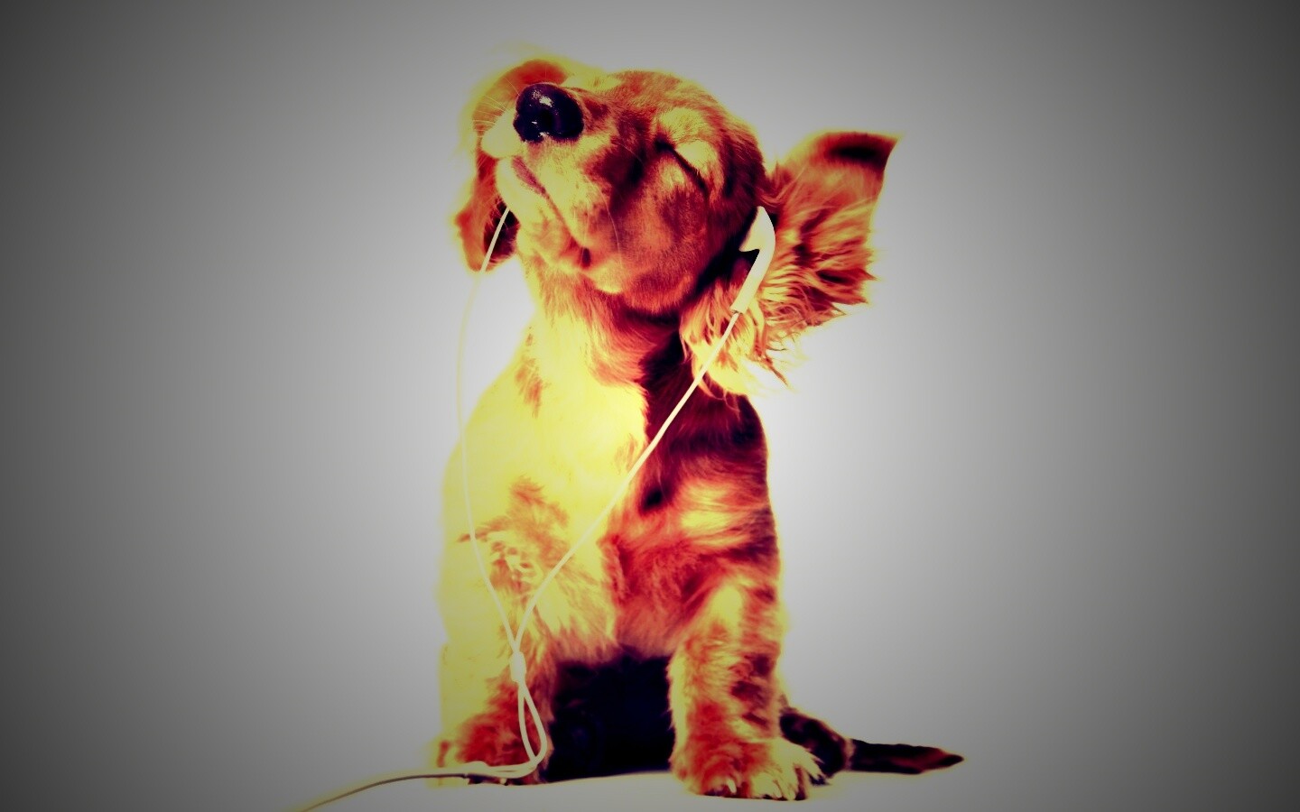 Щенок в наушниках обои