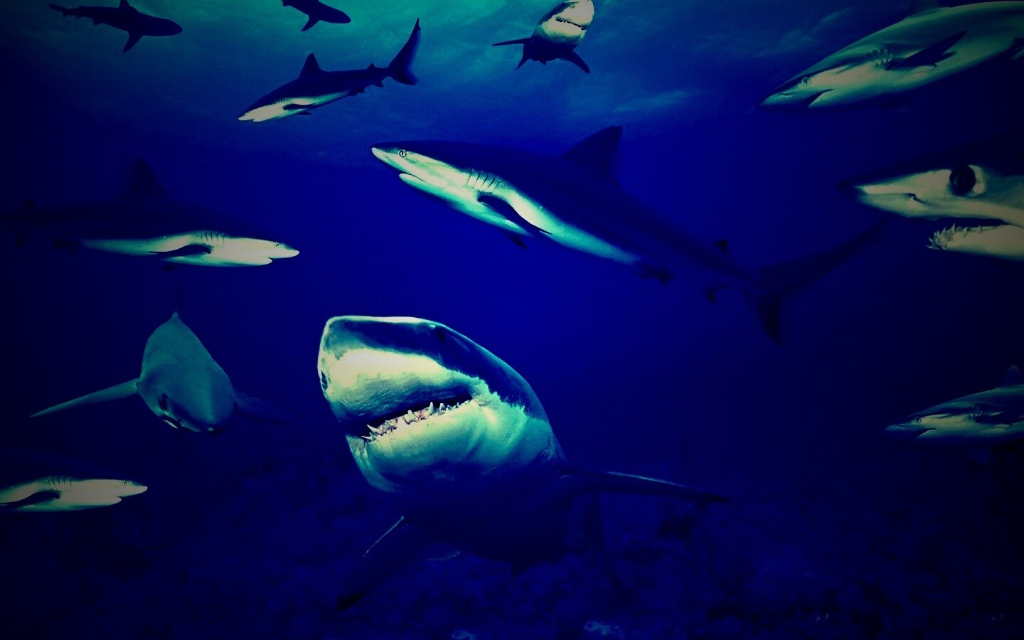 Стая акул обои