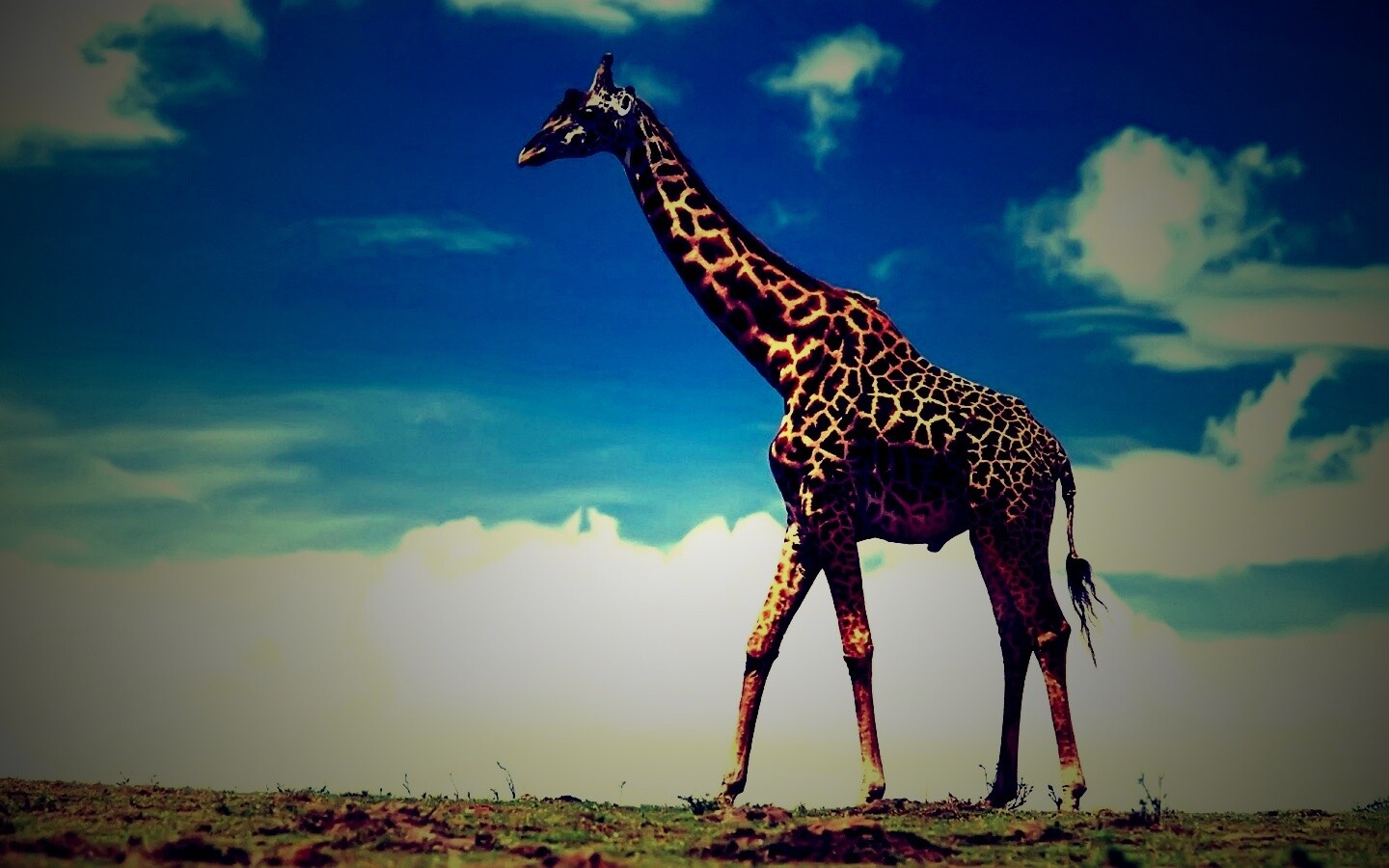 Жираф на прогулке обои