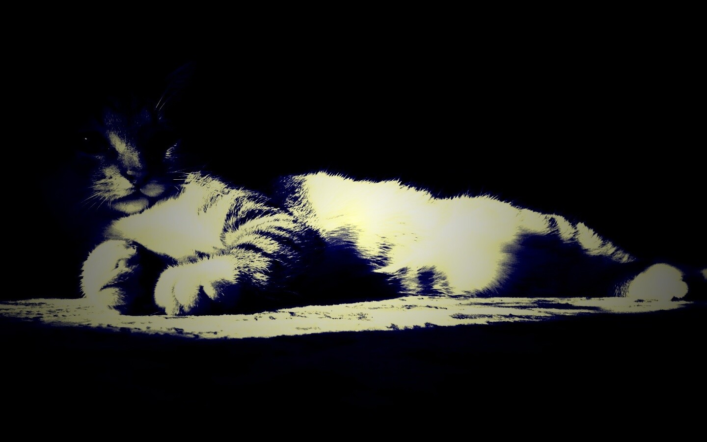 Котик в тени обои