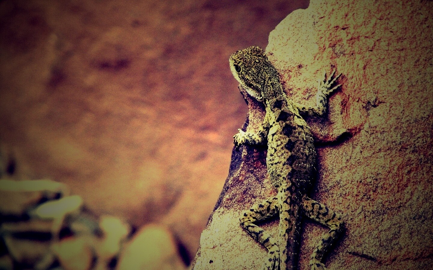 Ящерица на камне обои