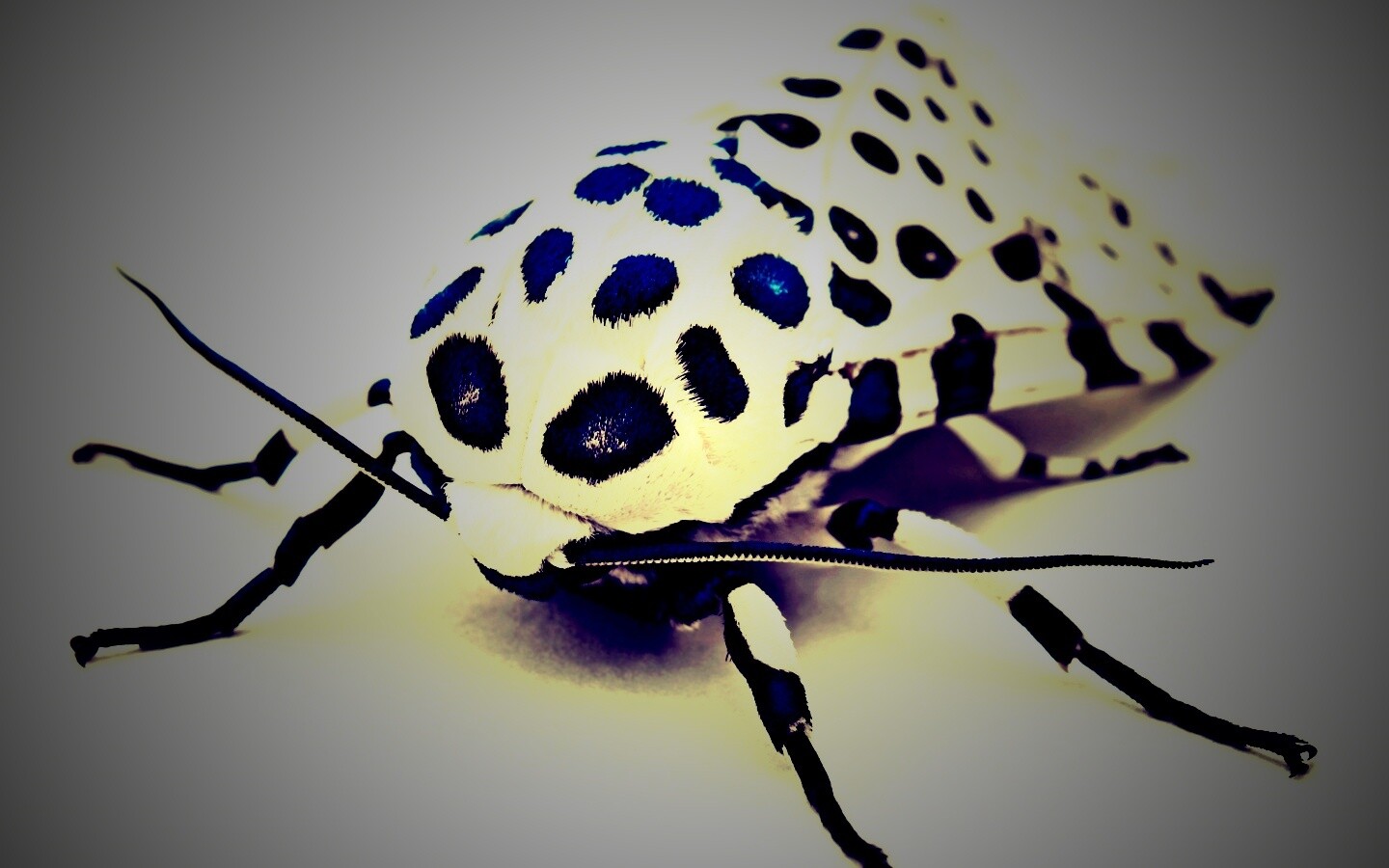 Пятнистая бабочка обои