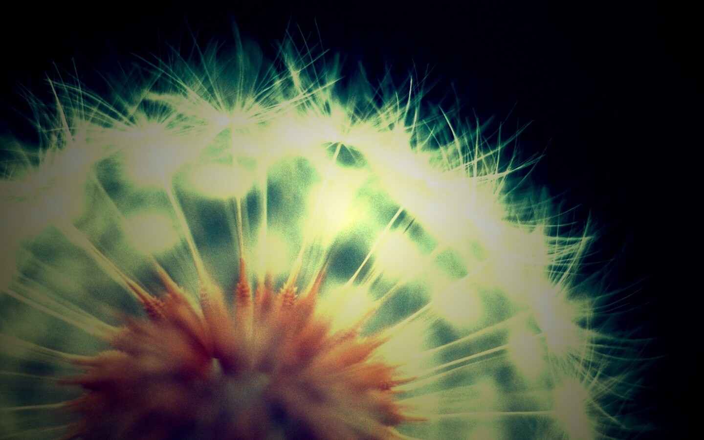Макро фото одуванчика обои