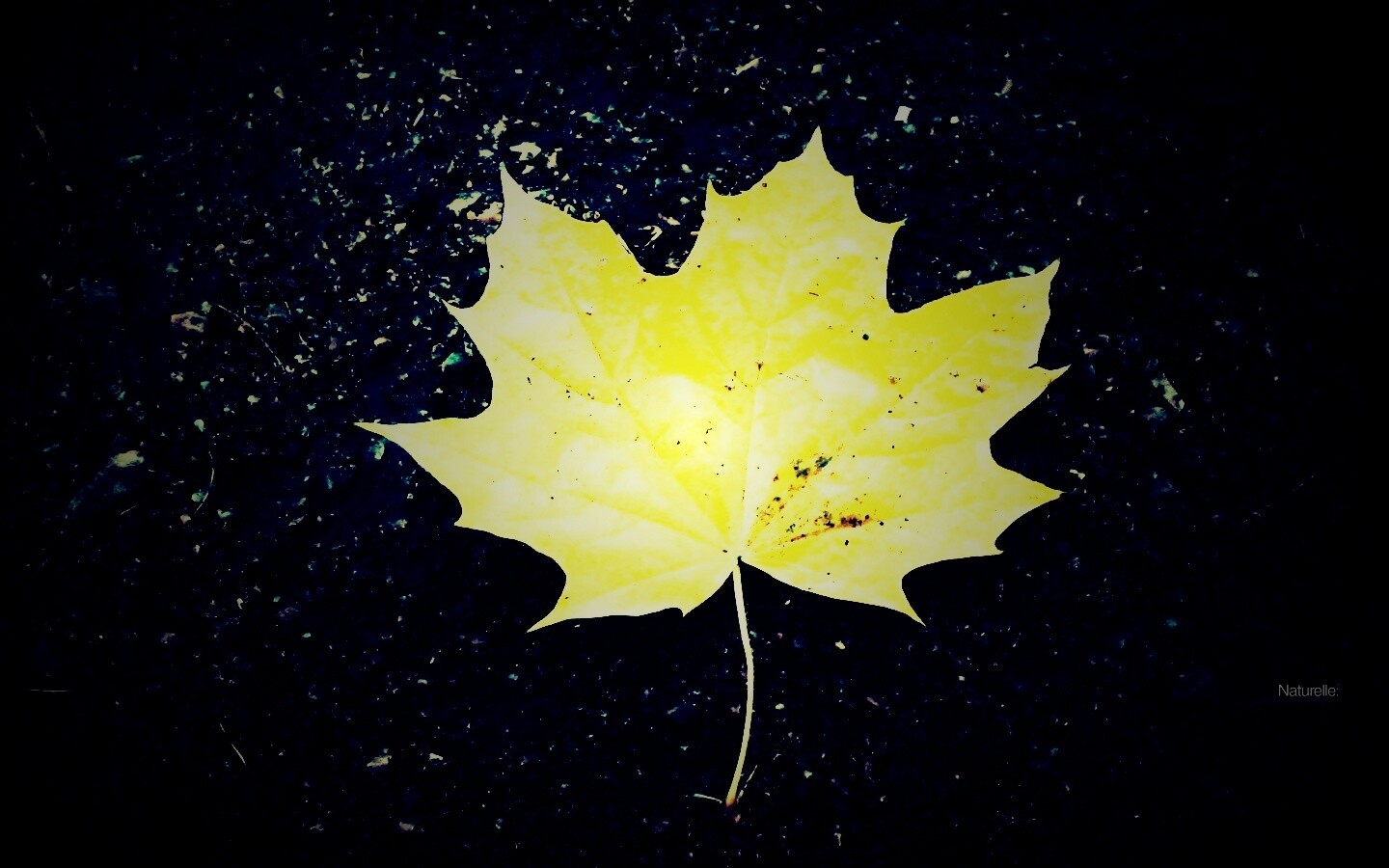 Желтый лист обои