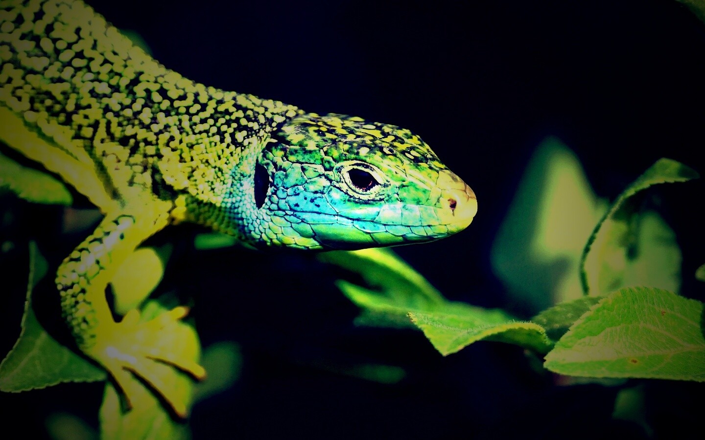 Ящерка на листьях обои