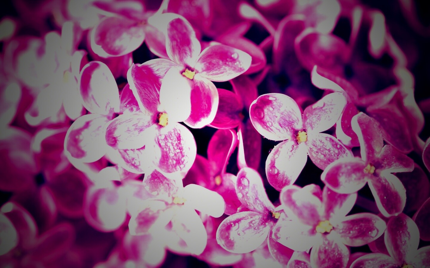 Цветы сирени обои