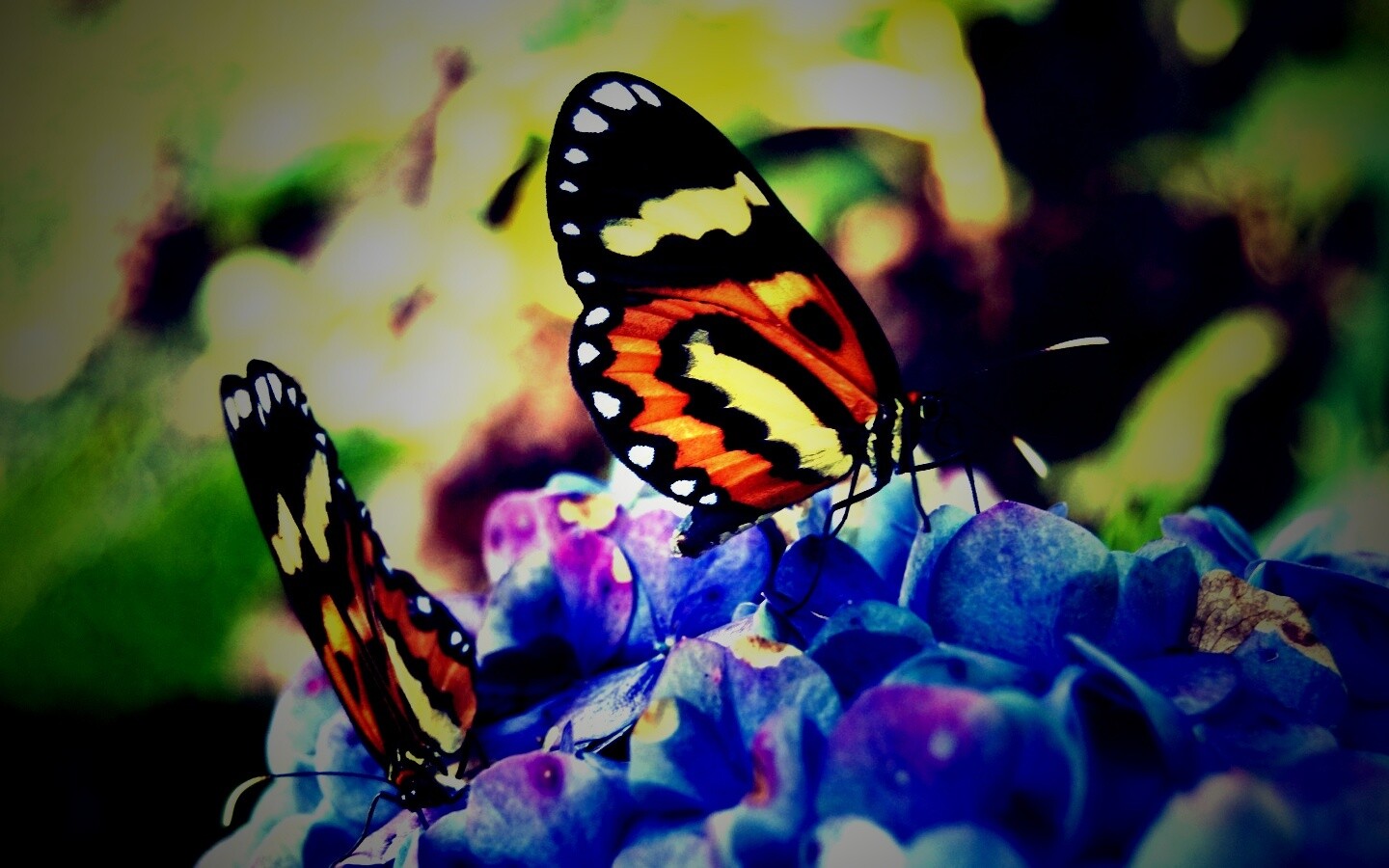 Две бабочки обои